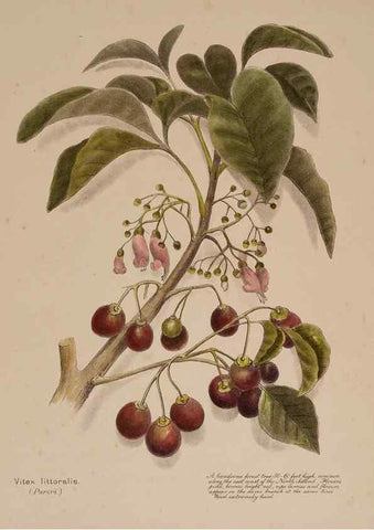 Reproducción/Reproduction 49813695993: New Zealand berries. Nelson, N.Z.H.D. Jackson[1894?]. 
