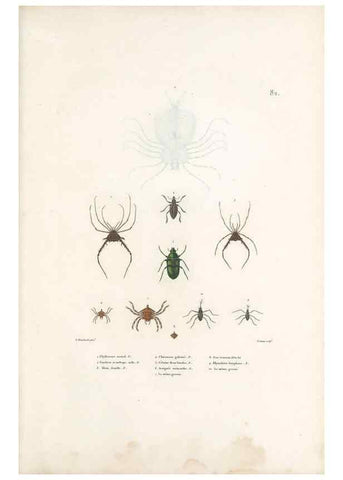 Reproducción/Reproduction 49814524227: Voyage autour du monde, entrepris par ordre du roi.. Paris,Chez Pillet aîné,1824-1844.. 