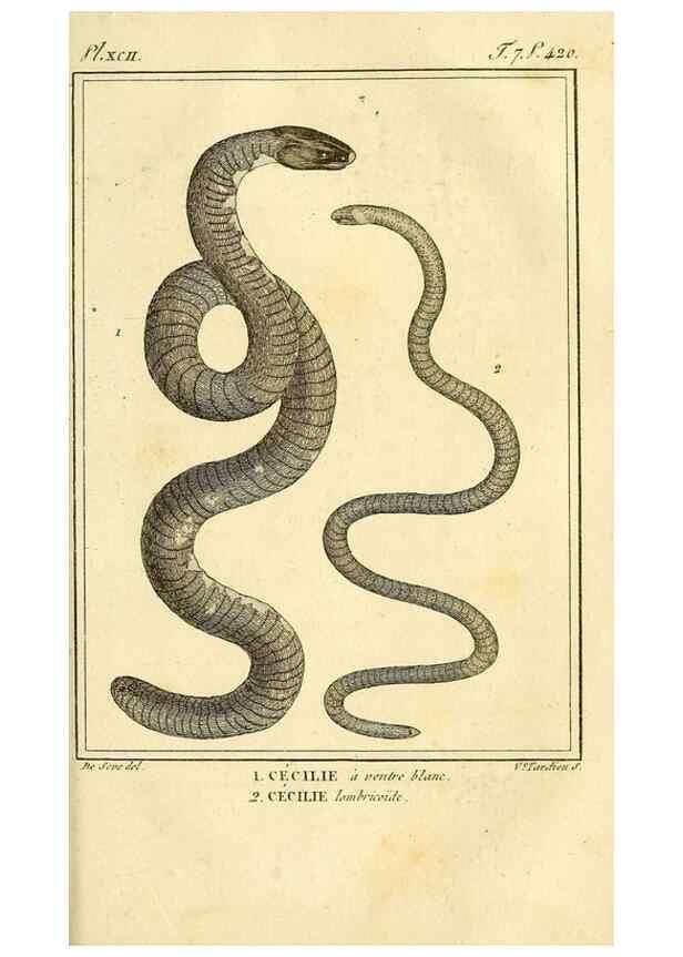Reproducción/Reproduction 49814524597: Histoire naturelle, générale et particulière, des reptiles. A Paris :De l'Imprimerie de F. Dufart,an X-XI [1802-1803]. 