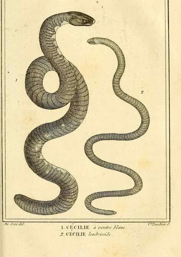 Reproducción/Reproduction 49814524597: Histoire naturelle, générale et particulière, des reptiles. A Paris :De l'Imprimerie de F. Dufart,an X-XI [1802-1803]. 