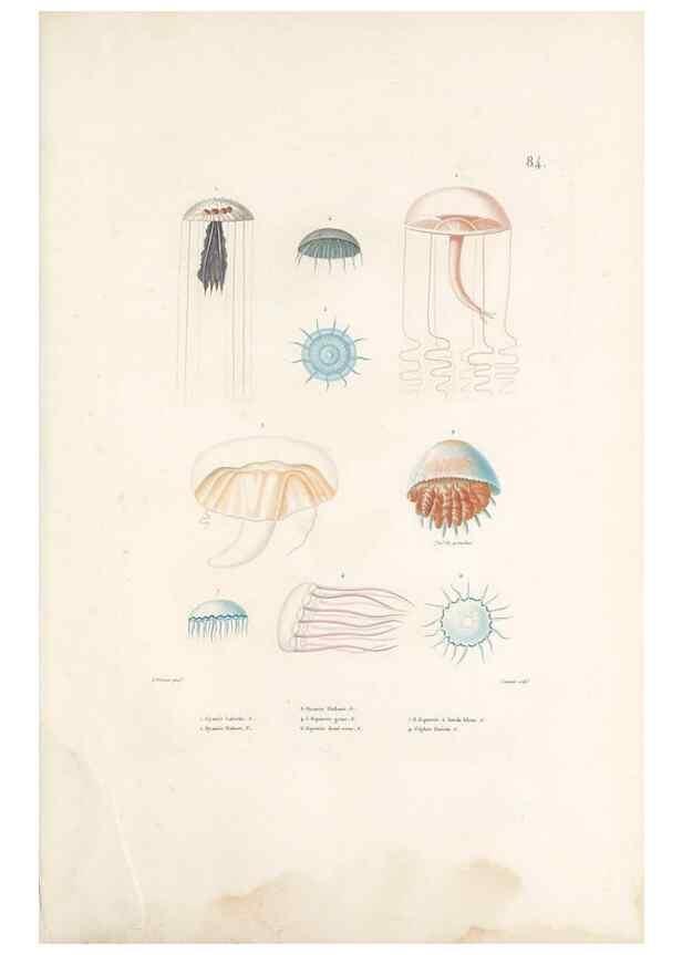 Reproducción/Reproduction 49814215221: Voyage autour du monde, entrepris par ordre du roi.. Paris,Chez Pillet aîné,1824-1844.. 