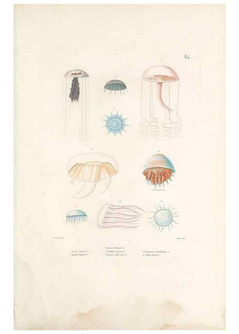 Reproducción/Reproduction 49814215221: Voyage autour du monde, entrepris par ordre du roi.. Paris,Chez Pillet aîné,1824-1844.. 