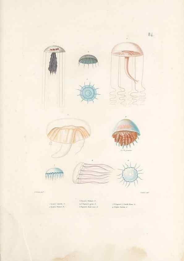 Reproducción/Reproduction 49814215221: Voyage autour du monde, entrepris par ordre du roi.. Paris,Chez Pillet aîné,1824-1844.. 