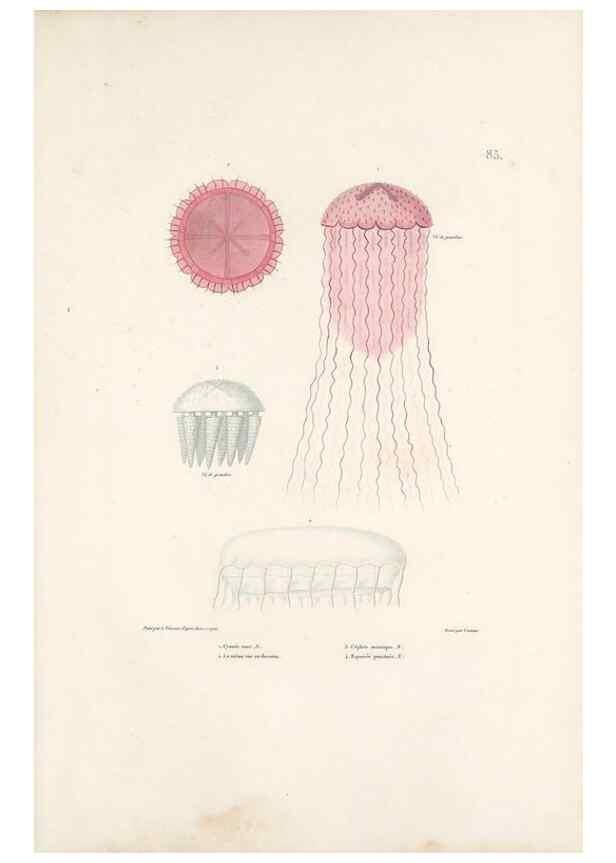 Reproducción/Reproduction 49813677663: Voyage autour du monde, entrepris par ordre du roi.. Paris,Chez Pillet aîné,1824-1844.. 