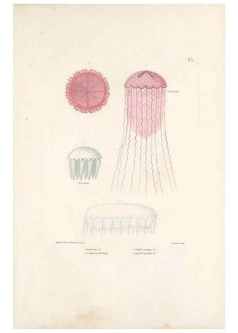 Reproducción/Reproduction 49813677663: Voyage autour du monde, entrepris par ordre du roi.. Paris,Chez Pillet aîné,1824-1844.. 