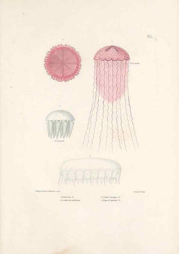 Reproducción/Reproduction 49813677663: Voyage autour du monde, entrepris par ordre du roi.. Paris,Chez Pillet aîné,1824-1844.. 