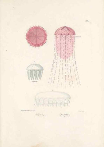 Reproducción/Reproduction 49813677663: Voyage autour du monde, entrepris par ordre du roi.. Paris,Chez Pillet aîné,1824-1844.. 