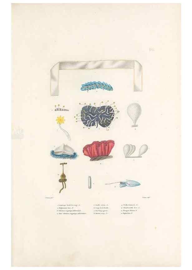 Reproducción/Reproduction 49813677913: Voyage autour du monde, entrepris par ordre du roi.. Paris,Chez Pillet aîné,1824-1844.. 