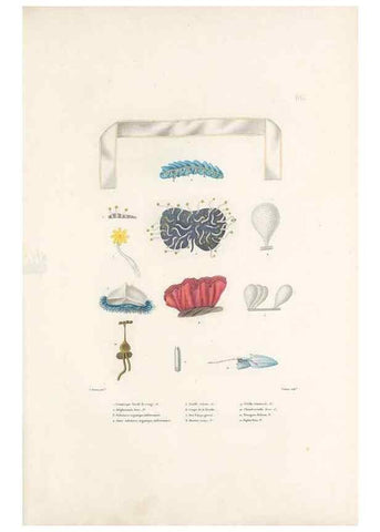 Reproducción/Reproduction 49813677913: Voyage autour du monde, entrepris par ordre du roi.. Paris,Chez Pillet aîné,1824-1844.. 