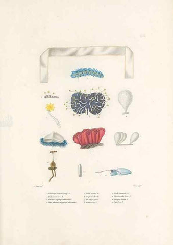 Reproducción/Reproduction 49813677913: Voyage autour du monde, entrepris par ordre du roi.. Paris,Chez Pillet aîné,1824-1844.. 