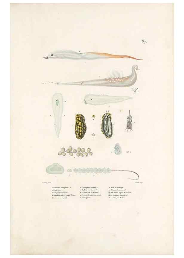 Reproducción/Reproduction 49814525917: Voyage autour du monde, entrepris par ordre du roi.. Paris,Chez Pillet aîné,1824-1844.. 