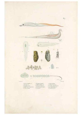 Reproducción/Reproduction 49814525917: Voyage autour du monde, entrepris par ordre du roi.. Paris,Chez Pillet aîné,1824-1844.. 