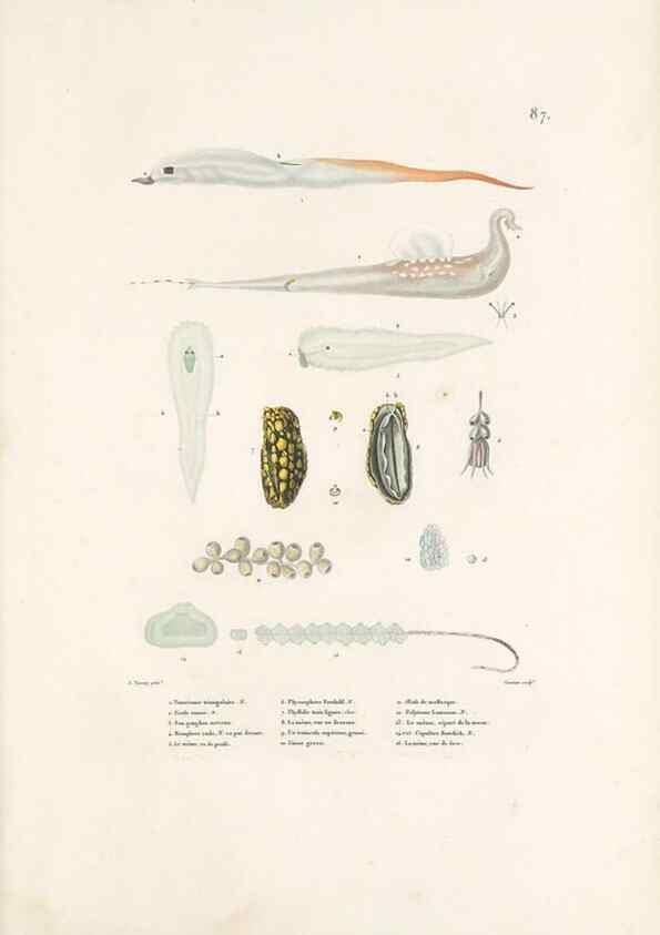 Reproducción/Reproduction 49814525917: Voyage autour du monde, entrepris par ordre du roi.. Paris,Chez Pillet aîné,1824-1844.. 