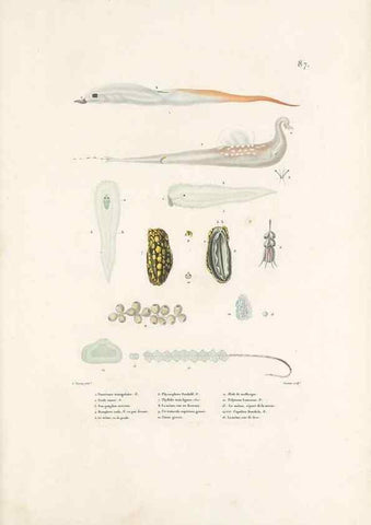 Reproducción/Reproduction 49814525917: Voyage autour du monde, entrepris par ordre du roi.. Paris,Chez Pillet aîné,1824-1844.. 