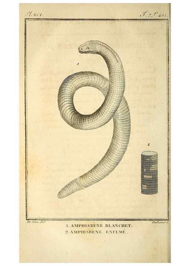 Reproducción/Reproduction 49813676303: Histoire naturelle, générale et particulière, des reptiles. A Paris :De l'Imprimerie de F. Dufart,an X-XI [1802-1803]. 