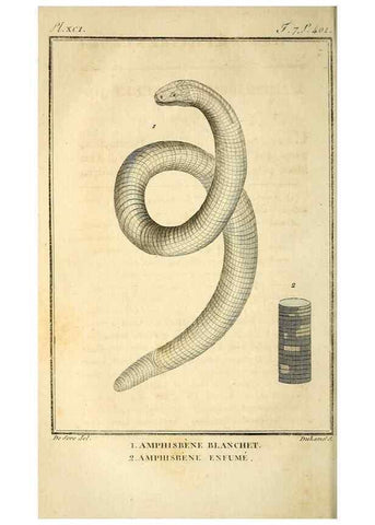 Reproducción/Reproduction 49813676303: Histoire naturelle, générale et particulière, des reptiles. A Paris :De l'Imprimerie de F. Dufart,an X-XI [1802-1803]. 