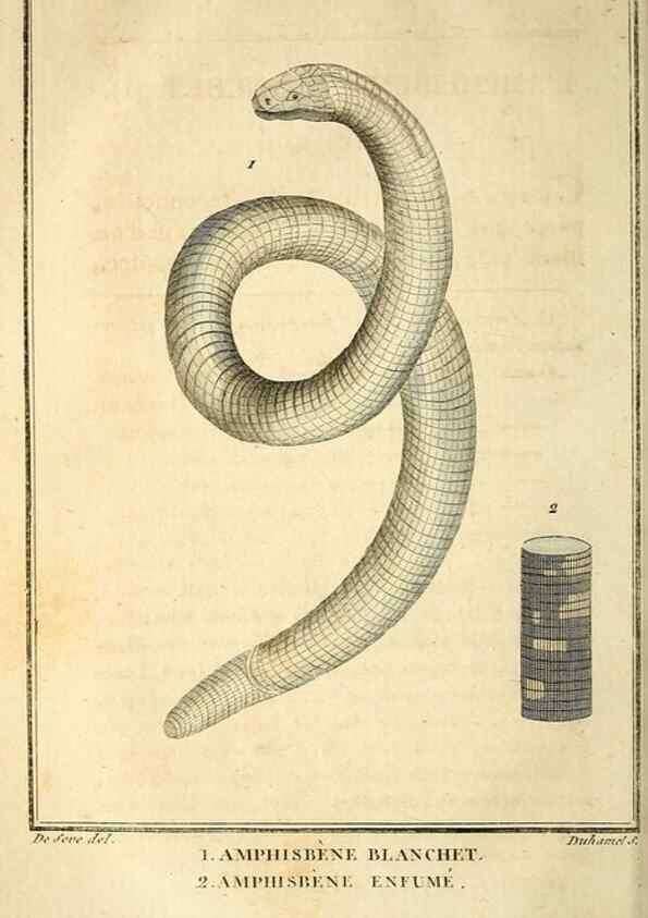 Reproducción/Reproduction 49813676303: Histoire naturelle, générale et particulière, des reptiles. A Paris :De l'Imprimerie de F. Dufart,an X-XI [1802-1803]. 