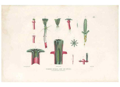 Reproducción/Reproduction 49813678588: Voyage autour du monde, entrepris par ordre du roi.. Paris,Chez Pillet aîné,1824-1844.. 