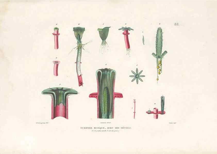 Reproducción/Reproduction 49813678588: Voyage autour du monde, entrepris par ordre du roi.. Paris,Chez Pillet aîné,1824-1844.. 