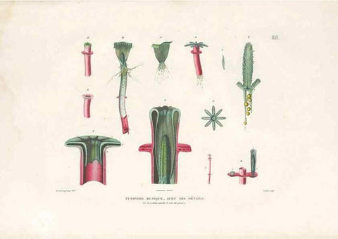 Reproducción/Reproduction 49813678588: Voyage autour du monde, entrepris par ordre du roi.. Paris,Chez Pillet aîné,1824-1844.. 