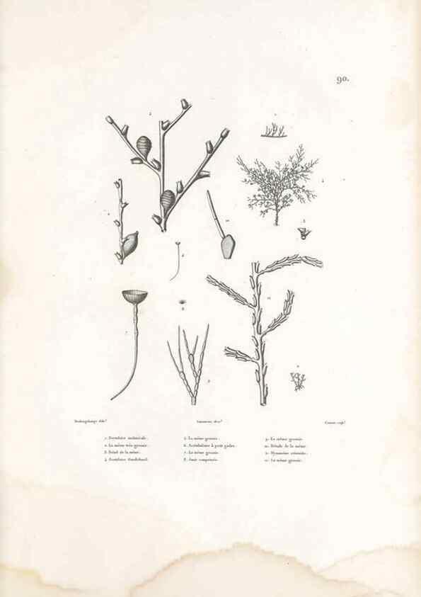 Reproducción/Reproduction 49813679278: Voyage autour du monde, entrepris par ordre du roi.. Paris,Chez Pillet aîné,1824-1844.. 
