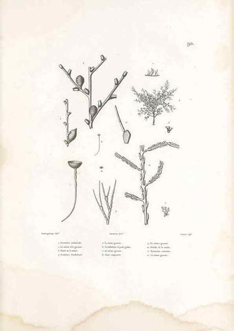Reproducción/Reproduction 49813679278: Voyage autour du monde, entrepris par ordre du roi.. Paris,Chez Pillet aîné,1824-1844.. 