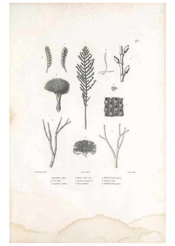 Reproducción/Reproduction 49814526992: Voyage autour du monde, entrepris par ordre du roi.. Paris,Chez Pillet aîné,1824-1844.. 
