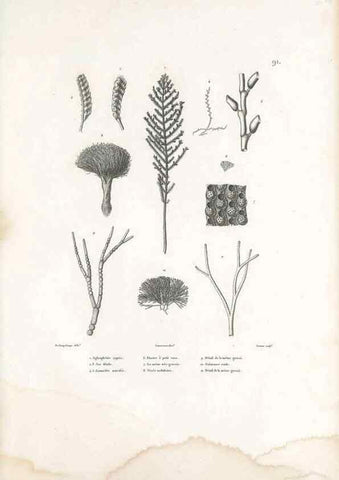 Reproducción/Reproduction 49814526992: Voyage autour du monde, entrepris par ordre du roi.. Paris,Chez Pillet aîné,1824-1844.. 