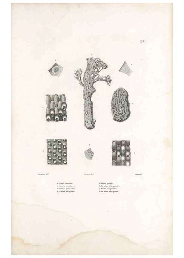 Reproducción/Reproduction 49814217801: Voyage autour du monde, entrepris par ordre du roi.. Paris,Chez Pillet aîné,1824-1844.. 