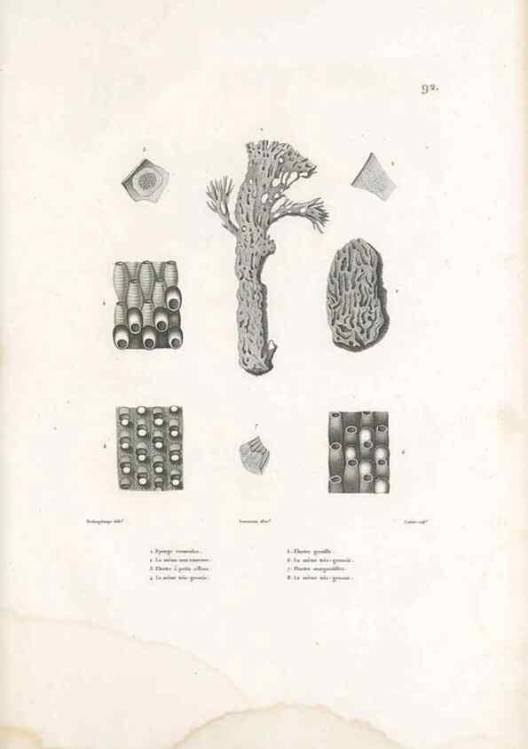 Reproducción/Reproduction 49814217801: Voyage autour du monde, entrepris par ordre du roi.. Paris,Chez Pillet aîné,1824-1844.. 