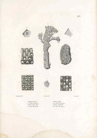 Reproducción/Reproduction 49814217801: Voyage autour du monde, entrepris par ordre du roi.. Paris,Chez Pillet aîné,1824-1844.. 