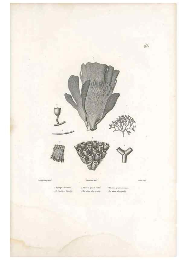 Reproducción/Reproduction 49814527457: Voyage autour du monde, entrepris par ordre du roi.. Paris,Chez Pillet aîné,1824-1844.. 
