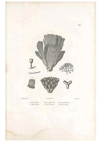 Reproducción/Reproduction 49814527457: Voyage autour du monde, entrepris par ordre du roi.. Paris,Chez Pillet aîné,1824-1844.. 