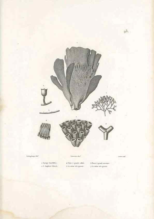 Reproducción/Reproduction 49814527457: Voyage autour du monde, entrepris par ordre du roi.. Paris,Chez Pillet aîné,1824-1844.. 