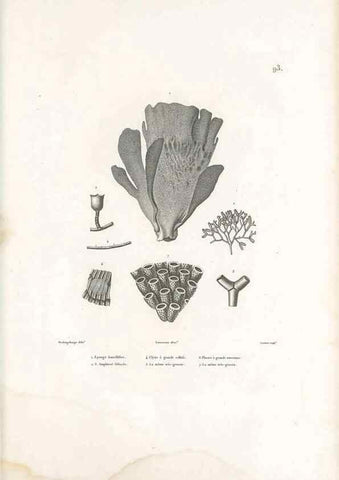 Reproducción/Reproduction 49814527457: Voyage autour du monde, entrepris par ordre du roi.. Paris,Chez Pillet aîné,1824-1844.. 