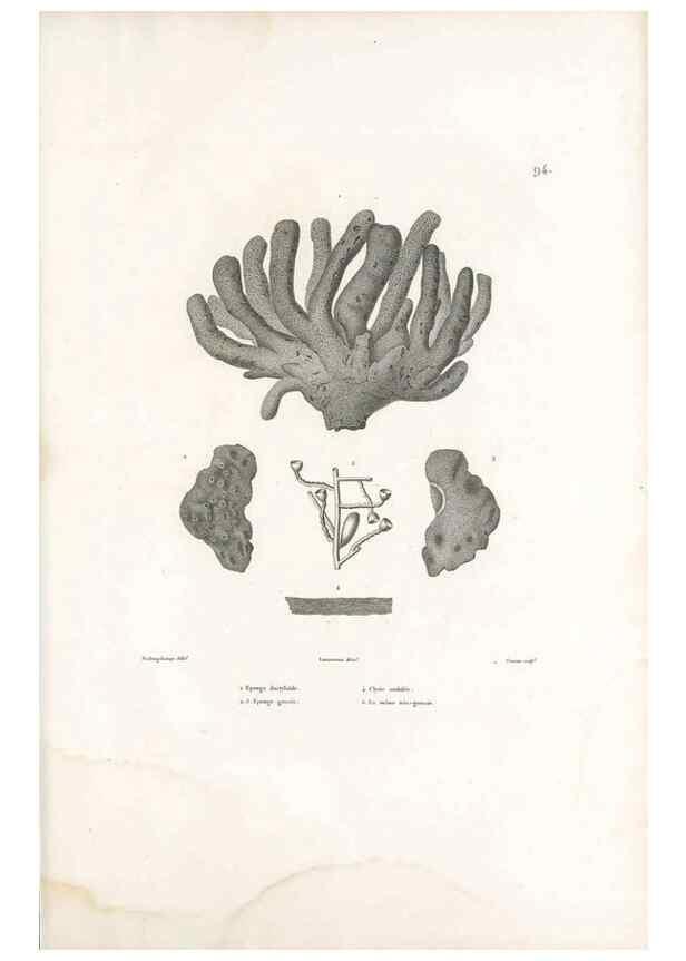 Reproducción/Reproduction 49813680248: Voyage autour du monde, entrepris par ordre du roi.. Paris,Chez Pillet aîné,1824-1844.. 