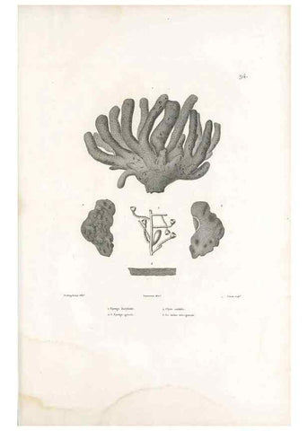 Reproducción/Reproduction 49813680248: Voyage autour du monde, entrepris par ordre du roi.. Paris,Chez Pillet aîné,1824-1844.. 