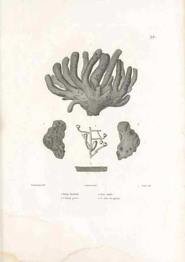 Reproducción/Reproduction 49813680248: Voyage autour du monde, entrepris par ordre du roi.. Paris,Chez Pillet aîné,1824-1844.. 