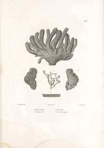 Reproducción/Reproduction 49813680248: Voyage autour du monde, entrepris par ordre du roi.. Paris,Chez Pillet aîné,1824-1844.. 