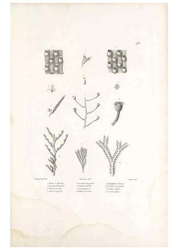 Reproducción/Reproduction 49814527952: Voyage autour du monde, entrepris par ordre du roi.. Paris,Chez Pillet aîné,1824-1844.. 