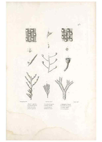 Reproducción/Reproduction 49814527952: Voyage autour du monde, entrepris par ordre du roi.. Paris,Chez Pillet aîné,1824-1844.. 