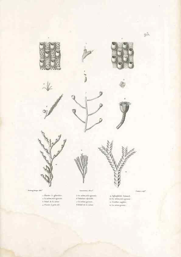 Reproducción/Reproduction 49814527952: Voyage autour du monde, entrepris par ordre du roi.. Paris,Chez Pillet aîné,1824-1844.. 