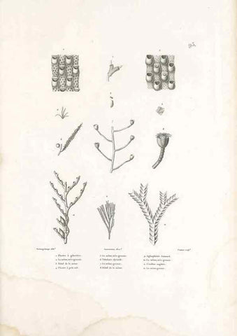 Reproducción/Reproduction 49814527952: Voyage autour du monde, entrepris par ordre du roi.. Paris,Chez Pillet aîné,1824-1844.. 