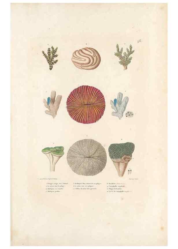 Reproducción/Reproduction 49814218991: Voyage autour du monde, entrepris par ordre du roi.. Paris,Chez Pillet aîné,1824-1844.. 