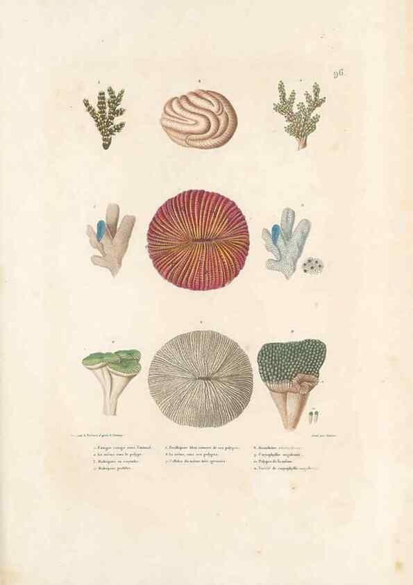 Reproducción/Reproduction 49814218991: Voyage autour du monde, entrepris par ordre du roi.. Paris,Chez Pillet aîné,1824-1844.. 