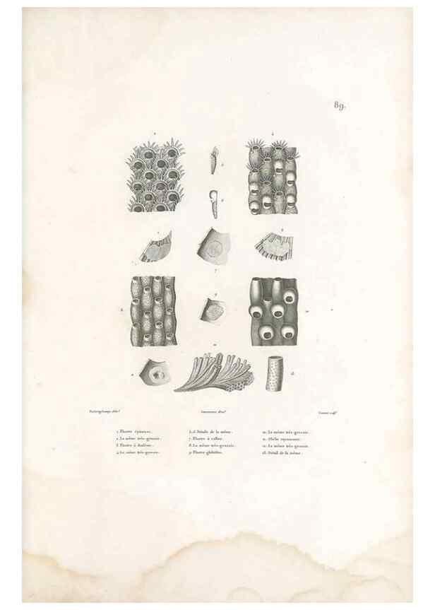 Reproducción/Reproduction 49814526522: Voyage autour du monde, entrepris par ordre du roi.. Paris,Chez Pillet aîné,1824-1844.. 