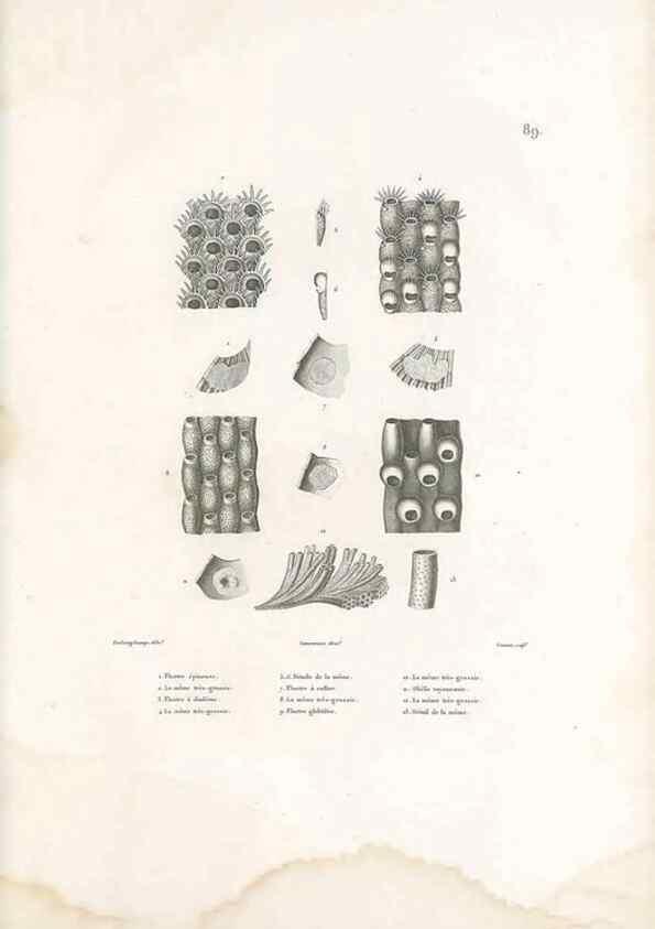 Reproducción/Reproduction 49814526522: Voyage autour du monde, entrepris par ordre du roi.. Paris,Chez Pillet aîné,1824-1844.. 