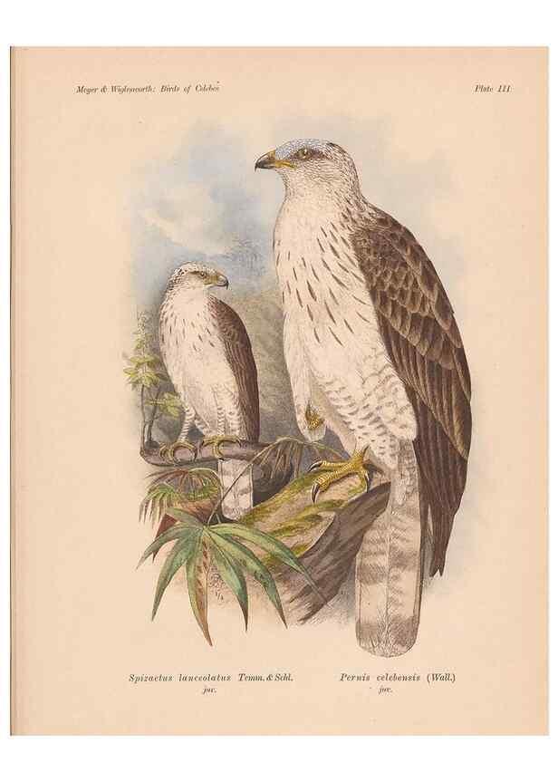 Reproducción/Reproduction 49814272092: The birds of Celebes and the neighbouring islands /. Berlin :R. Friedländer & Sohn,1898.. 