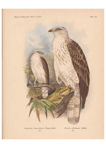 Reproducción/Reproduction 49814272092: The birds of Celebes and the neighbouring islands /. Berlin :R. Friedländer & Sohn,1898.. 