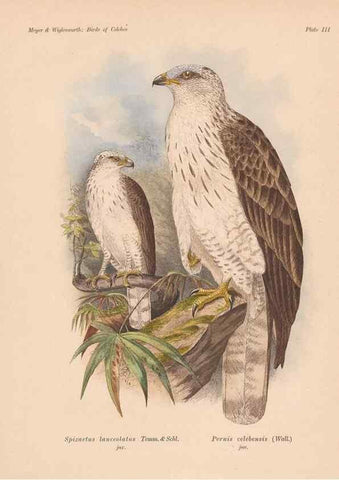 Reproducción/Reproduction 49814272092: The birds of Celebes and the neighbouring islands /. Berlin :R. Friedländer & Sohn,1898.. 